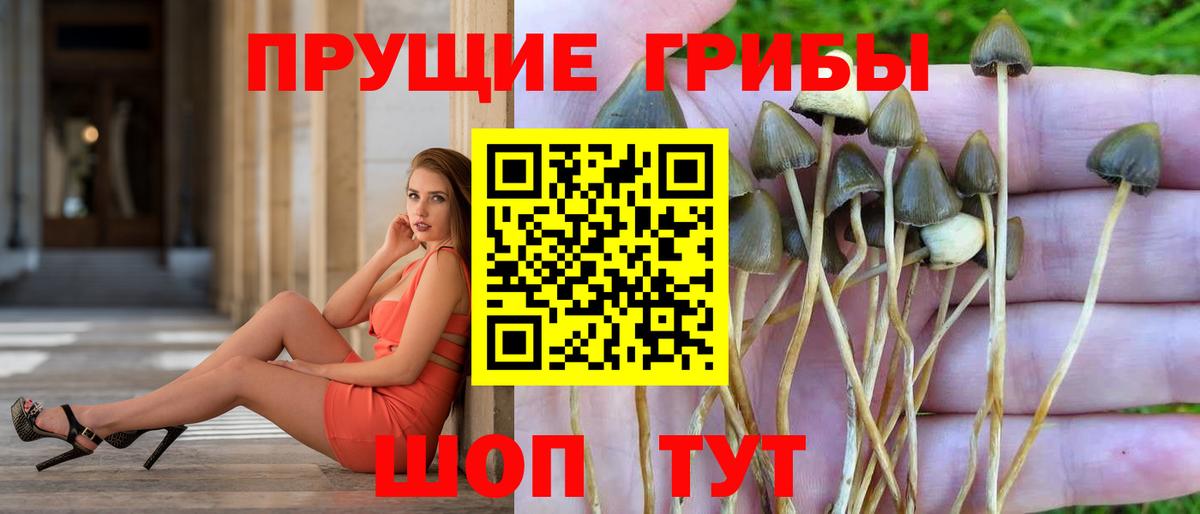 Донской  Галлюциногенные грибы Psilocybine cubensis  Вход с VPN  Галлюциногенные грибы Cubensis 